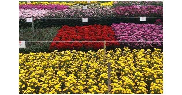 北方菊花栽培技术交流会在凌源市召开