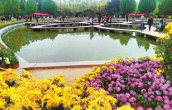 兰州植物园展出菊花4万余盆 参观者络绎不绝