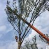 景观树 种植园批发园林绿化道路各规格丛生朴树 树苗