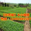 占地苗出售扶芳藤苗扶芳藤小苗 绿化用法桐苗 品种纯正 量大优惠