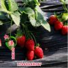 本基地供应法兰帝草莓苗 草莓苗价格合理 1年生草莓苗