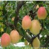常年直销优质梨树 1公分玉露香梨树 多种规格 早酥红梨树价格低