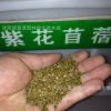 批发进口牧草种子 多年生紫花苜蓿 紫花苜蓿三得利种子 巨人201+Z