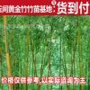 专业批发绿化竹子 北方耐寒竹子 碧玉间黄金竹