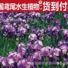 批发 德国鸢尾 水生植物 水生花卉 池塘绿化造景 挺水植物