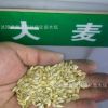 批发优质高产牧草种子 农作物种子 大麦种子 当年新种子