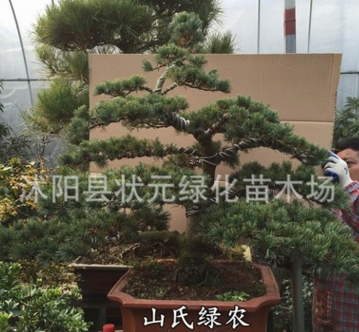 实拍大阪松盆景古桩实物 盆景树桩造型 宫岛大阪松盆景