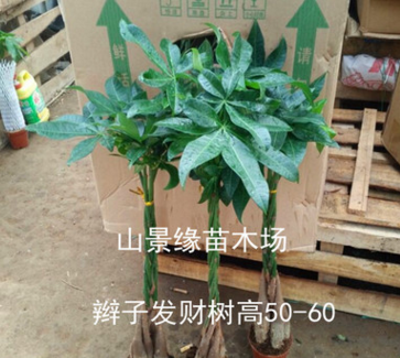 【基地直供】批发发财树 观叶植物小盆栽花卉发财树盆栽