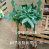 【基地直供】批发发财树 观叶植物小盆栽花卉发财树盆栽