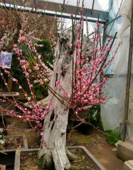 基地直销大中小型红梅盆景树桩下山桩熟桩庭院会所摆放绿植