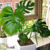 室内绿色植物喜阴 办公室盆栽植物龟背竹 水培植物 净化空气包活
