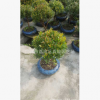 25cm球型赤楠 盆景 植物花卉小盆栽绿色室内花木