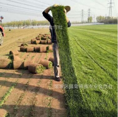 基地直销工程绿化草坪高密度草皮修剪平整园艺绿化四季青草坪价格