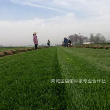 基地批发高羊茅草坪紫羊茅草坪耐寒耐践踏球场城市绿化专供