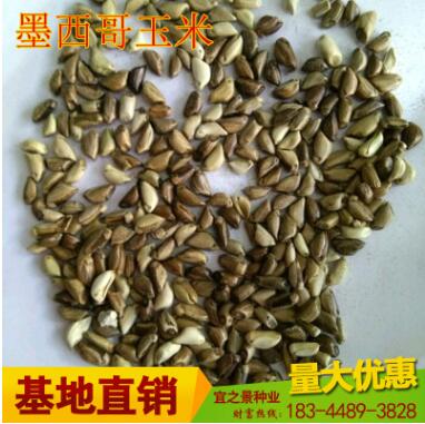 批发高产墨西哥玉米草种子包邮 阔叶优12 大刍草 猪马牛羊鱼草籽
