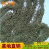 批发草坪种子 直销百慕大爬根绊根草狗牙根绿化植被