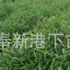 专业生产 杜英种子 杜英小苗 杜英苗木 快速发货规格全价格低