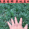 麦冬草正宗日本矮麦冬草 玉龙草四季常青耐寒庭院绿化草坪植物