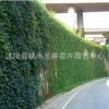 五叶地锦-三叶地锦-爬山虎-爬墙虎-墙的绿装 爬墙高手