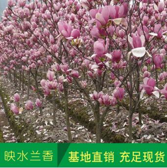 直销环境美化行道紫玉兰树 基地批发广玉兰 庭院植物
