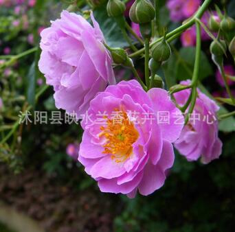 红花蔷薇花苗爬藤苗庭院花卉阳台绿植盆栽爬藤植物 小苗 绿化工程