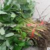 草莓基地供应优质草莓苗批发 草莓小苗 盆栽地栽苗果树树苗批发