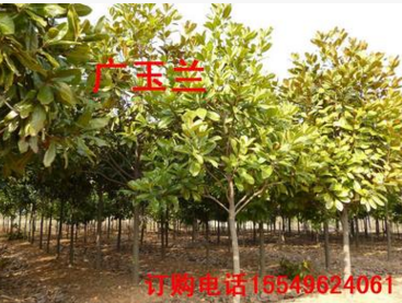 绿化苗木紫玉兰洋玉兰荷花玉兰小苗广玉兰树苗河南广玉兰价格