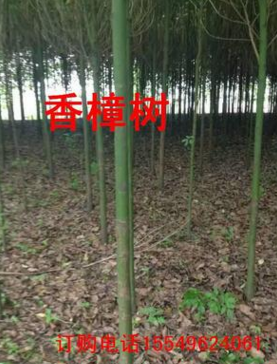 香樟树各种规格香樟树大叶香樟树小叶香樟树量大树形优美低价批发