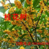 岩桂樨树桂花金桂湖北桂花河南桂花树规格绿化苗木花卉价格