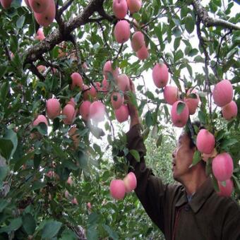 苹果树苗嫁接柱状盆栽地栽矮化南方北方种植无花果蓝莓樱桃银杏