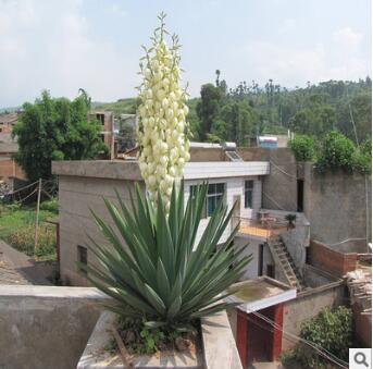 剑麻苗丝兰凤尾兰丝兰苗庭院植物铃铛花绿化苗四季青红灯笼花批发