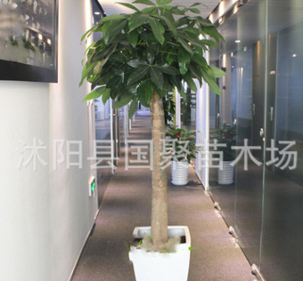 发财树盆景 独杆发财树 麻花辨发财树 兴旺植物 盆栽大发财树