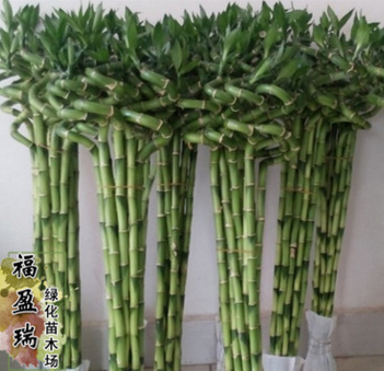 批发富贵竹 发财竹 紫竹转运竹水培花卉规格齐全大量出售
