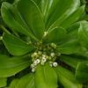 出售花卉苗木种子 海桐种子海桐花 山矾 林木种子 绿化种子