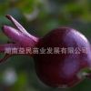 黑石榴苗批发 庭院植物 盆栽果树苗 墨石榴树苗 嫁接种苗