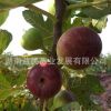 果树苗木 可盆栽地栽嫁接果苗 无花果树苗 玛斯义·陶芬双季果苗