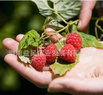 果树 果苗/优质【红魁树莓新品种苗/湖南苗木网当年种植当年结果