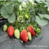 大量供应草莓 红颜草莓 成活率高 章姬草莓 成活率高