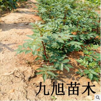 【花椒树】狮子头大红袍花椒苗批发/九叶青花椒苗/无刺花椒苗