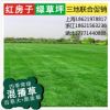 上海草皮批发 基地直销冷季型混播草坪卷 、园林绿化草坪