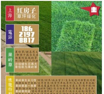 绿化用草坪 选矮生百慕大 又叫果岭草 草质优美易管理维护