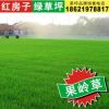 【嘉兴草坪】天然草皮卷 价格实惠 上海红房子草坪种植基地直销