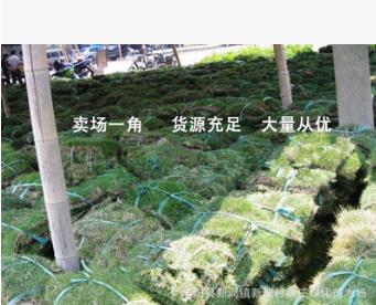 耐寒耐旱耐践踏草皮 四季青绿果岭草坪 庭院绿化工程苗