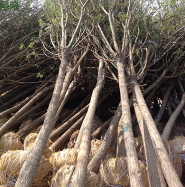 大量批发 10公分各种环保国槐家槐 定植优质槐树国槐