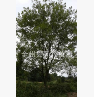 供应优质国槐苗木 道路绿化苗木 速生国槐工程树