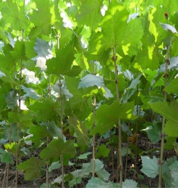 法国梧桐树苗法桐小苗品种齐全