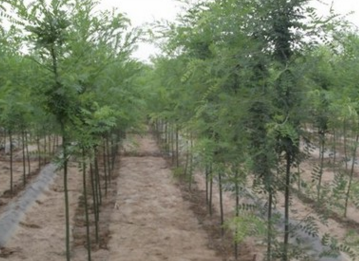 基地热销树速生国槐小树大树现货直销各种规格国槐树图2