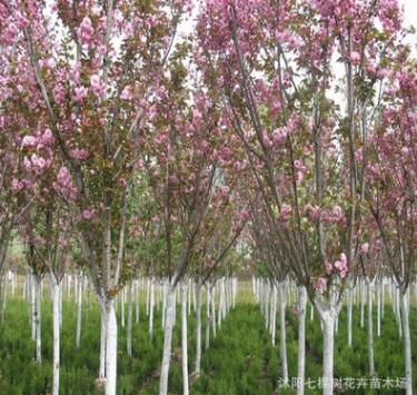 日本樱花苗 樱花树苗嫁接樱花小苗