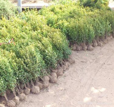 工程绿化瓜子黄杨床苗