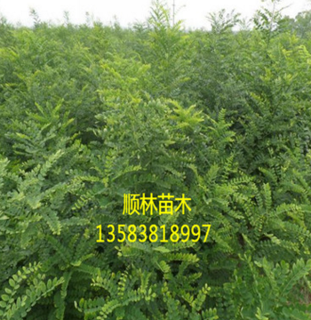 出售速生国槐 山东哪里卖速生国槐 基地直供各种规格速生国槐$图2